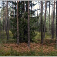 Вот и пришла осень в лес :: Aleksandr Gal