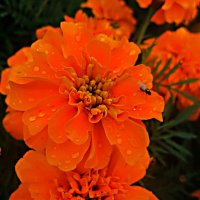 **** :: Елена Семигина