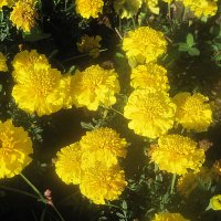 Солнечные :: Елена Семигина