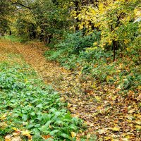 Осенняя тропа,,,, :: Анатолий Колосов