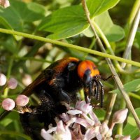 В подлеске... :: Константин Штарк