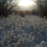 Морозное утро :: Anna Ivanova