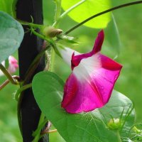 Ипомея :: Рита Симонова