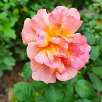 ,,, :: Сергей Тимоновский