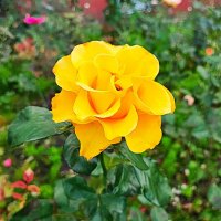 ,,, :: Сергей Тимоновский