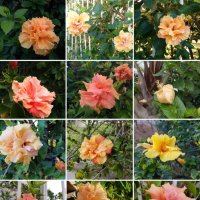 " :: Светлана Хращевская