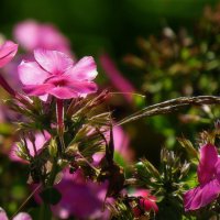 Прощальный поцелуй :: Наталья Лакомова Прощальный поцелуй :: Наталья Лакомова