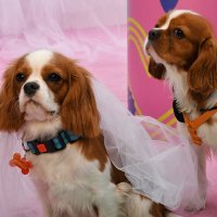 dog wedding :: Vlad Dega aka Sashka Х