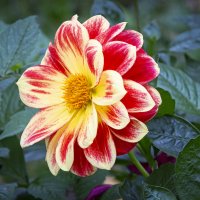 Георгин :: Aleksey Afonin