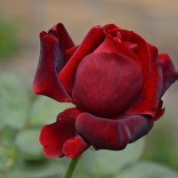 Королева - осенняя красавица... :: Надежда Куркина 