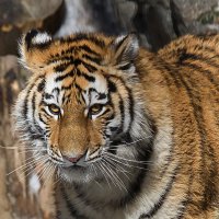 Тигра :: Андрей Пристяжнюк