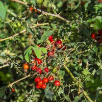 Осенний куст :: Анатолий Чикчирный