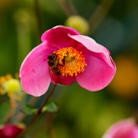 Сентябрьский сбор нектара :: Юрий. Шмаков