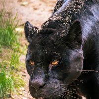 Чёрная пантера :: Михаил Измайлов