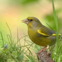 ... :: Вячеслав Минаев ... :: Вячеслав Минаев