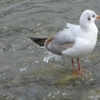 Так рыбки хочется ! :: Валерий 