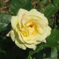 Розочка :: Дмитрий Никитин Розочка :: Дмитрий Никитин