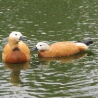 Парочка огарей :: Дмитрий Никитин