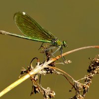 опять про стрекоз 23 :: Александр Прокудин