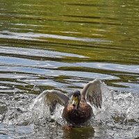 Сушу крылья! :: Валентина Нефёдова Сушу крылья! :: Валентина Нефёдова