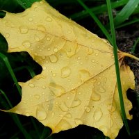 В капельках :: светлана льдокова