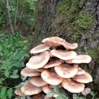 Про грибы. Опята :: Наталья Герасимова