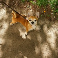 Маленькая собачка... Изучает...)) :: Игорь Тельцов