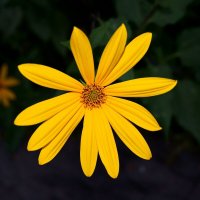 Городские цветы :: Игорь Тельцов