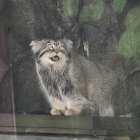 Манул Тимоша :: <<< Наташа >>> Манул Тимоша :: <<< Наташа >>>