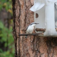 Что там принесли :: Иван Ермен