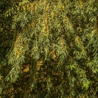 Изобилие :: Анатолий Чикчирный