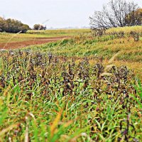 Поздний сентябрь..Травы уже отцвели! :: Владимир 