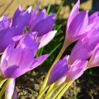 Время безвременников ) :: Татьяна Лютаева Время безвременников ) :: Татьяна Лютаева