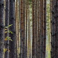 Коридор соснового леса :: Сергей Адигамов