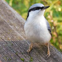 Поползень :: Лина 