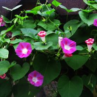 Красота на беседке :: Людмила Смородинская