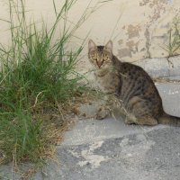 Кошки Кипра :: Андрей 