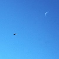 Стрижи на фоне полуденной Луны :: Александр Чашин