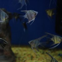 Аквариум с рыбками :: Ольга 