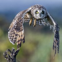 сова болотная. :: юрий макаров