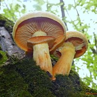 В грибных походах... :: Андрей Заломленков В грибных походах... :: Андрей Заломленков