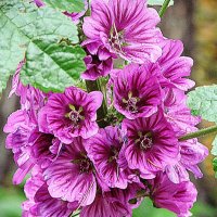 Мальва Alcea Gibbortello,,,, :: Анатолий Колосов