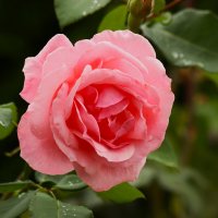 Розы сентября :: Юрий. Шмаков Розы сентября :: Юрий. Шмаков