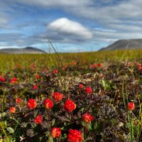Красные огоньки тундры :: Татьяна Чаброва