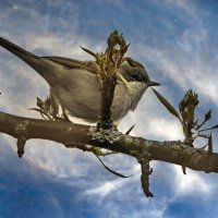 Славка :: Laryan1 