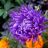 Астра :: Елена Семигина