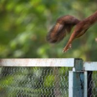 Прыжок из кадра. :: Владимир Безбородов