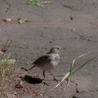 Я не хочу летать в НЕБО :: Владимир Максимов