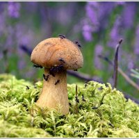 *** :: Aleksandr Gal