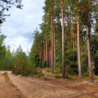 Лес в сентябре :: Ирина Румянцева